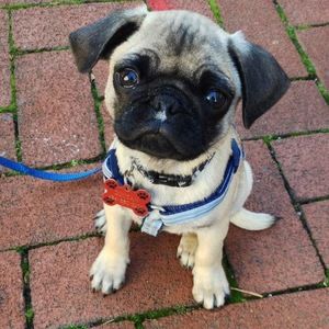 Meet your Posher, Allison